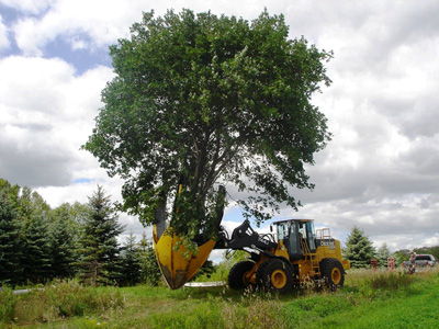 Figure 1. A tree spade is used for relocating trees.