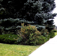 Figure 2. Sidewalks are a form of mow strip.