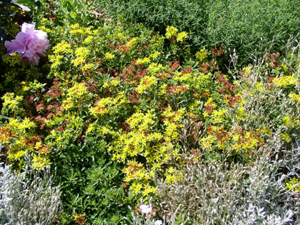Figure 1. Russian Stonecrop (perennial) is an excellent low maintenance ground cover